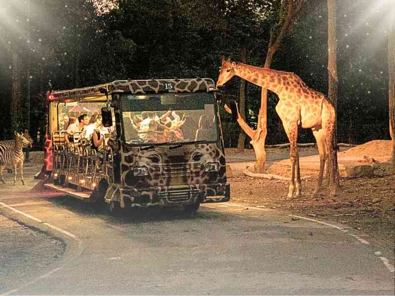 Chiang Mai Night Safari